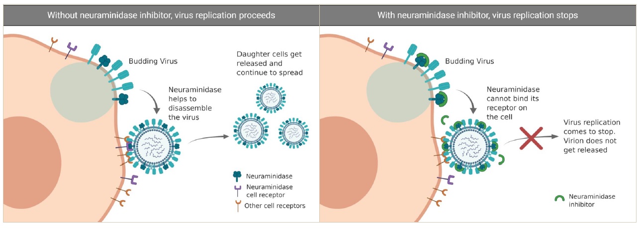 Zdravy svet Lipozomalny Imunity booster, 200 ml popis 3